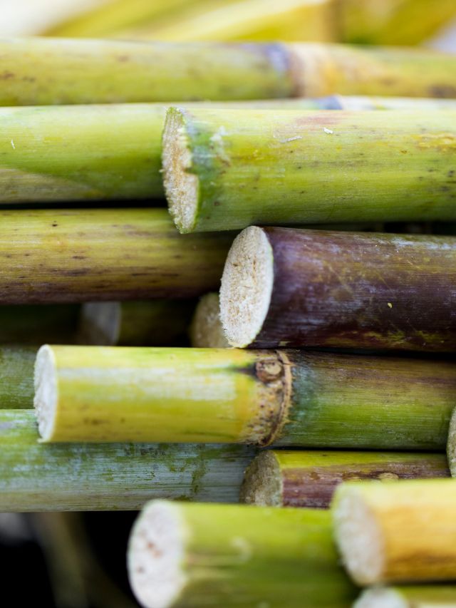 क्या घर पर उगा सकते हैं गन्ना, जानें