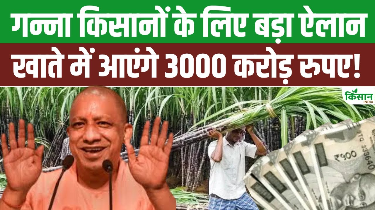 Sugarcane Price: योगी सरकार ने गन्ना के दामों में की बंपर बढ़ोतरी, अब मिलेगी इतनी कीमत Sugarcane Price Hike Yogi Govt Increase Sugarcane Price Check Farmers Benefits