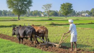 अक्टूबर में दलहन-तिलहन नहीं इस फसल की करें बुवाई, पैसों से भर जाएगी तिजोरी.. ये हैं उन्नत किस्में