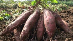 Rabi Season Farming: रबी सीजन करें शकरकंद की खेती, मात्र 90 दिनों में होगा लाखों का मुनाफा