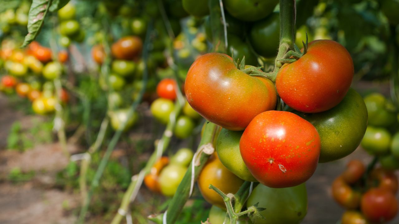 Andhra Pradesh Becomes India Largest Tomato Producing State Know Secret Behind It