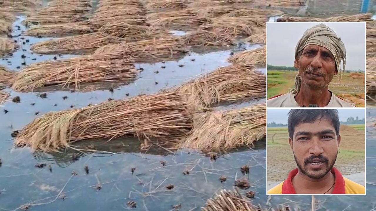 बारिश ने किसानों की मेहनत पर पानी फेरा, कई हजार एकड़ कटी फसल डूबी, मुआवजा पर आया अपडेट Rain Ruined Farmers Paddy Crops Thousand Acres And Harvested Crops Were Submerged In Uttar Pradesh Check Crop Loss Compensation Update