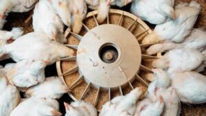 Poultry Care: सर्दियों में मुर्गी पालन कर रहे हैं? इन आसान तकनीकों से चूजों को रखें पूरी तरह सुरक्षित