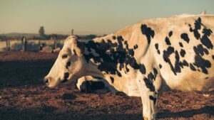 Milk Production: जानिए कैसे चॉकलेट खाने से पशुओं की दूध उत्पादन क्षमता में होती है बढ़ोतरी
