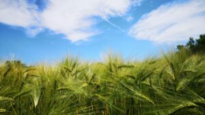 गेहूं से ज्यादा इस फसल की खेती में है मुनाफा, केवल बुवाई से पहले अपनाएं ये तरीका.. होगी पैसो की बारिश