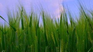 गेहूं बुवाई से पहले कर लें ये छोटा सा काम, बढ़ जाएगी पैदावार.. केवल 100 रुपये होंगे खर्च