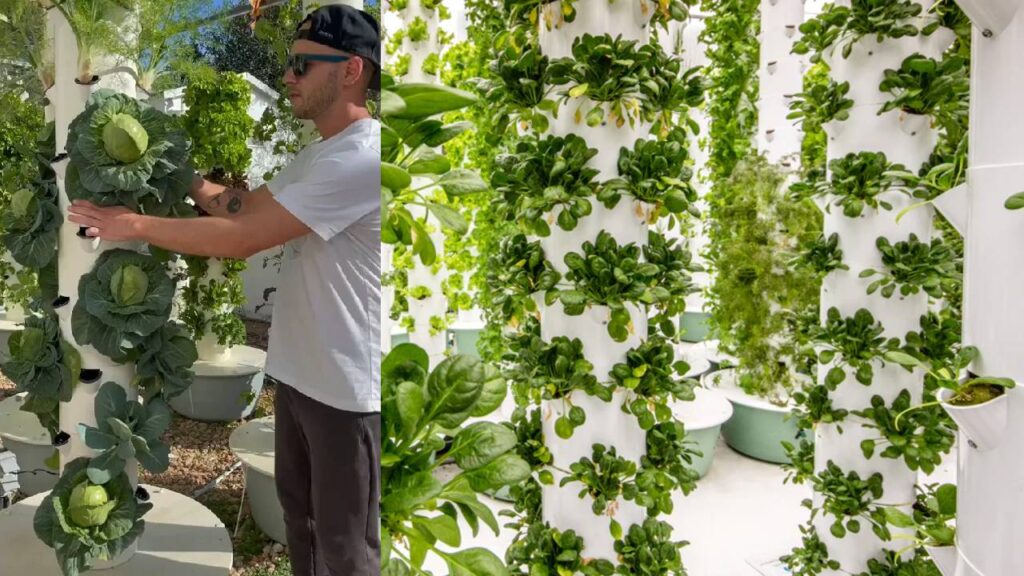 Grow Fresh Vegetables at Home in Limited Space with Aeroponic Tower Gardens