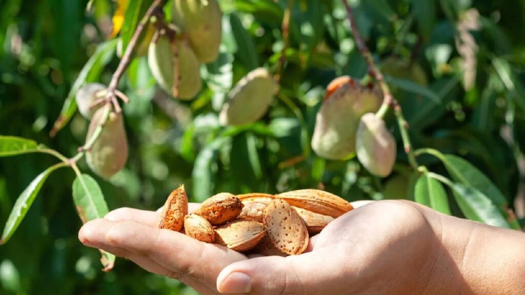 Almond Orchards Vanish in Kashmir as Farmers Shift to Apples and Construction