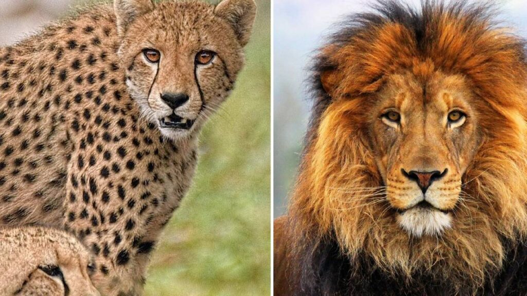 Gorakhpur Zoo Animals Facing Human-Like Diseases: Diabetes, Cancer, Cataract and More