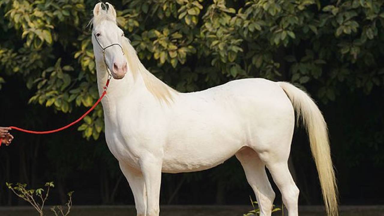 पुष्कर मेले में छाया ‘बादल’, 5 साल में बना 285 बच्चों का पिता, कीमत सुनकर उड़ जाएंगे होश! Pushkar Mela 2025 Superstar Horse Baadal Worth 15 Crore Father Of 285 Foals Steals Show In Rajasthan Desert Fair