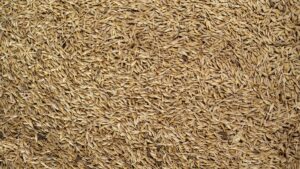 जौ खराब होने की चिंता खत्म! ये घरेलू उपाय रखेंगे हर दाने को सुरक्षित