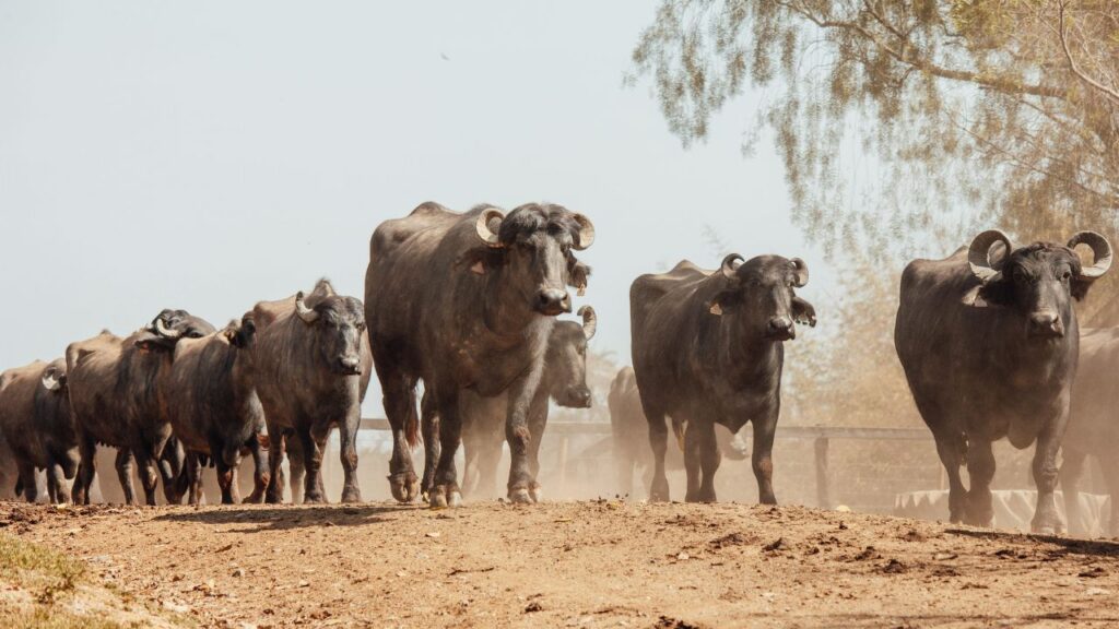 buffalo farming