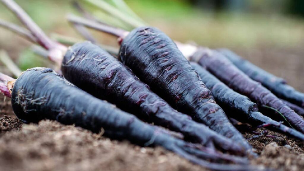 Profitable Carrot Farming: How to Grow Pusa Asita Variety for Maximum Yield and Profit