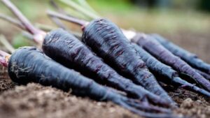 3 महीने में होगी धन की बारिश, अक्टूबर में करें इस खास फसल की खेती