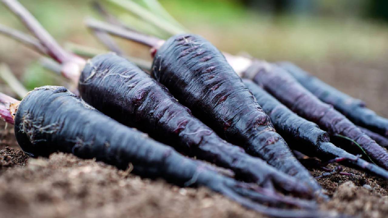 3 महीने में होगी धन की बारिश, अक्टूबर में करें इस खास फसल की खेती Profitable Carrot Farming Pusa Asita Variety High Yield Cultivation Tips