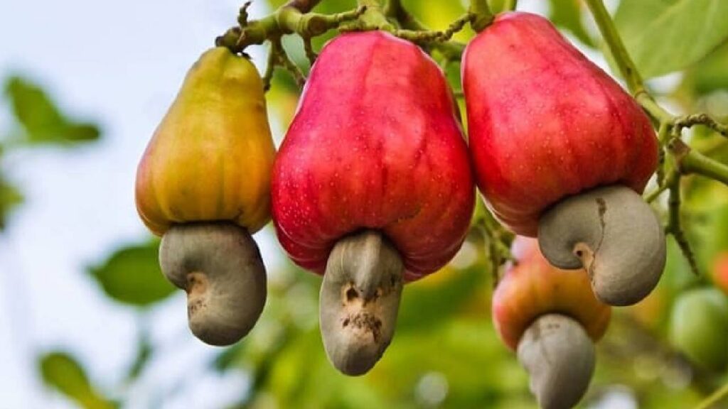 Cashew Farming: A Profitable Crop with Year-Round Demand, Farmers Can Earn Lakhs Every Year