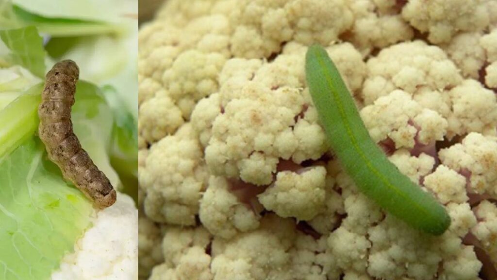Say Goodbye to Worms in Cauliflower: Easy Home Tips to Clean Cabbage Instantly