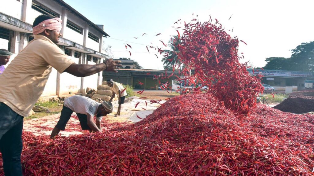 India’s Chilli Cultivation Drops Over 30% in Kharif 2025 as Farmers Shift to Maize, Cotton; Prices Surge Ahead of New Crop