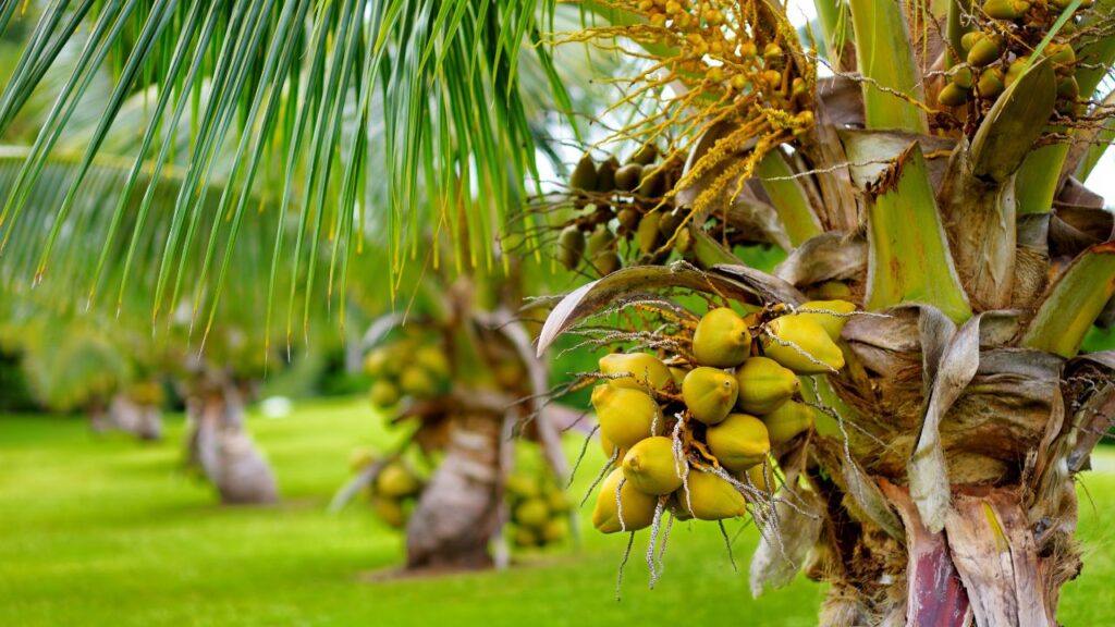 coconut crops. pic- AdobeStock