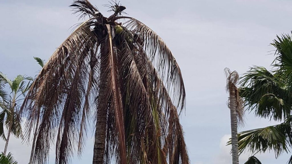 How to Save Your Coconut Tree from Drying: Causes, Symptoms & Easy Solutions