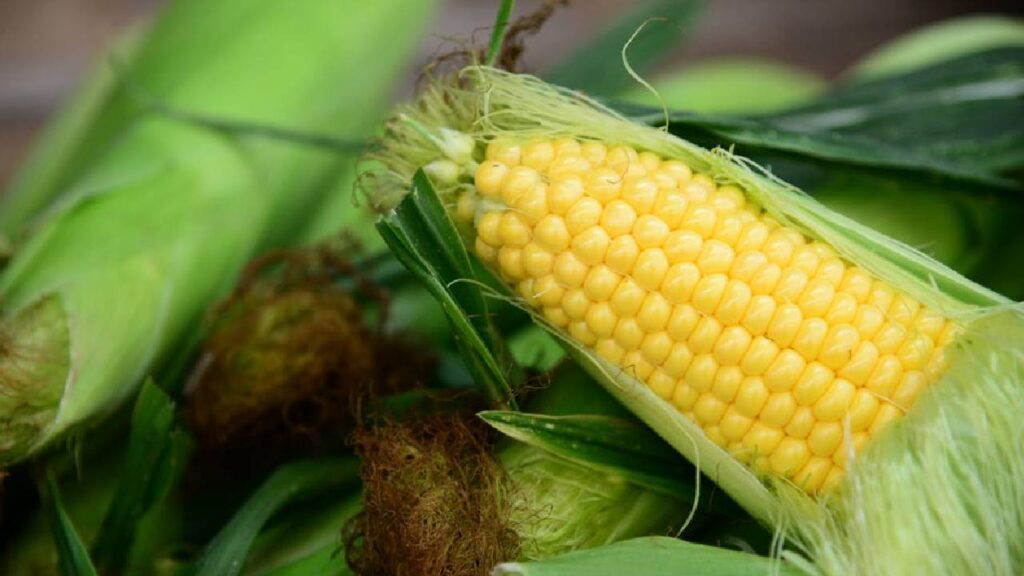 ICAR Turf War: Baby Corn and Sweet Corn Research Sparks Debate Between Horticulture and Crop Divisions