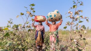 बारिश और नमी से बढ़ी कपास किसानों की मुश्किलें, तेलंगाना सरकार ने केंद्र से की खास मांग बारिश और नमी से बढ़ी कपास किसानों की मुश्किलें, तेलंगाना सरकार ने केंद्र से की खास मांग