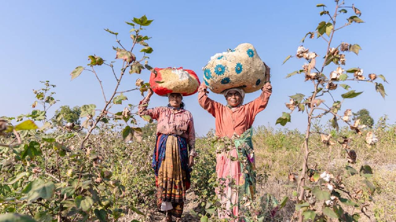 बारिश और नमी से बढ़ी कपास किसानों की मुश्किलें, तेलंगाना सरकार ने केंद्र से की खास मांग Telangana Cotton Moisture Limit 20 Percent Request Centre Farmers Facing Msp Issues Due To High Humidity Weather Impact