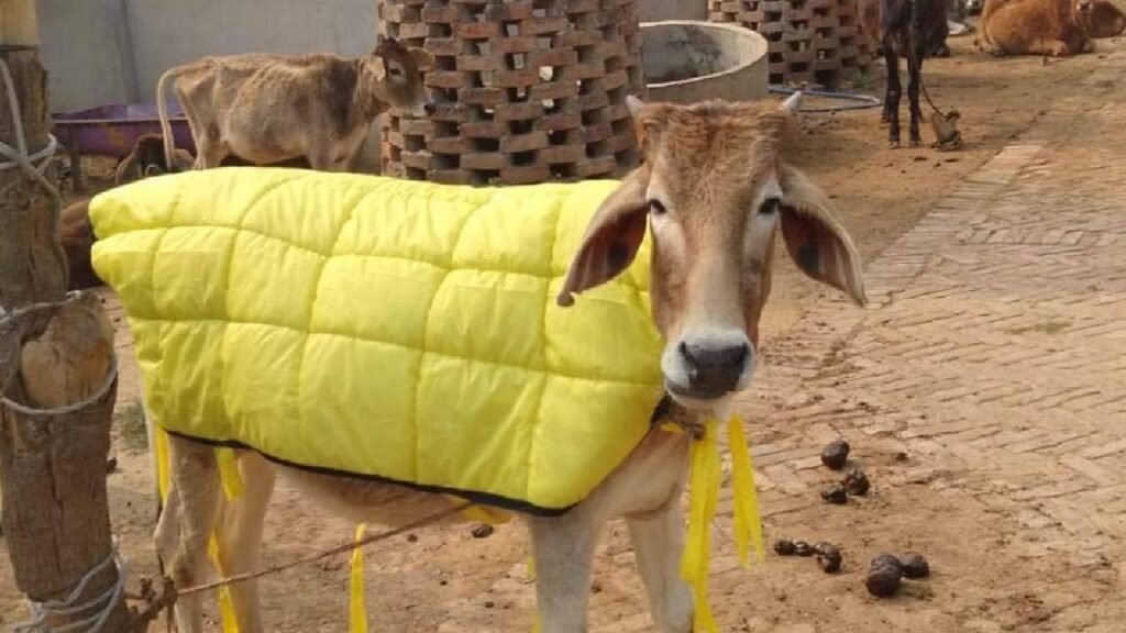 How to Protect Your Livestock in Winter: Tips to Keep Animals Healthy and Maintain Milk Production