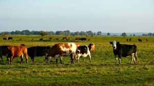 ये हैं देसी गाय की टॉप 3 नस्लें जो भैंस को देती हैं टक्कर, पालन करते ही होगी मोटी कमाई