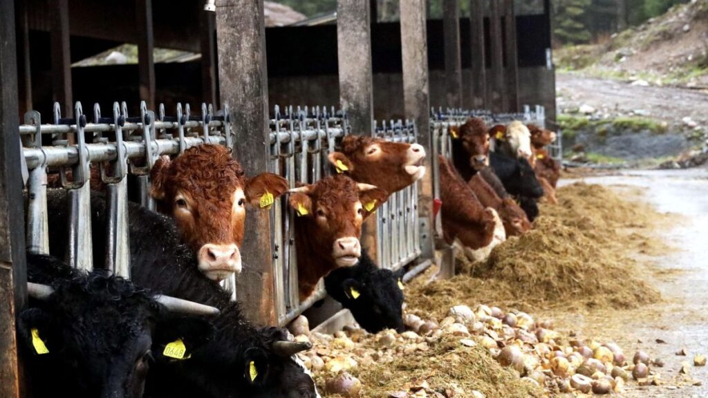 cowshed construction