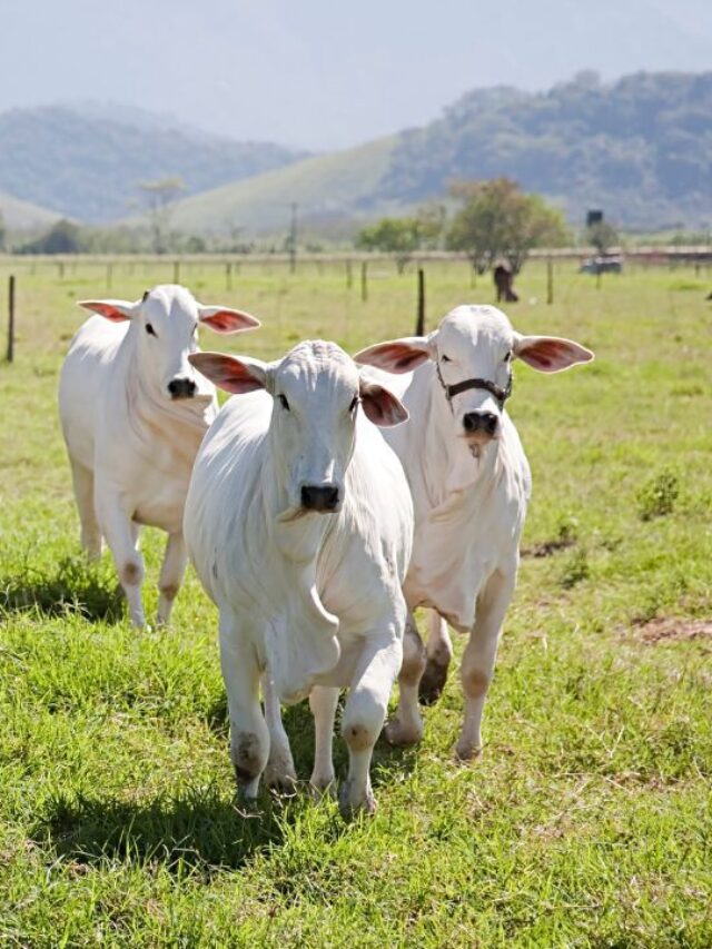 ठंड के मौसम में गाय को खिलाएं ये देसी चारा, बाल्टी भर-भर देगी दूध