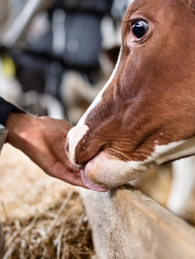 सर्दियों में पशुओं को भूलकर भी न खिलाएं ये हरे पत्ते!