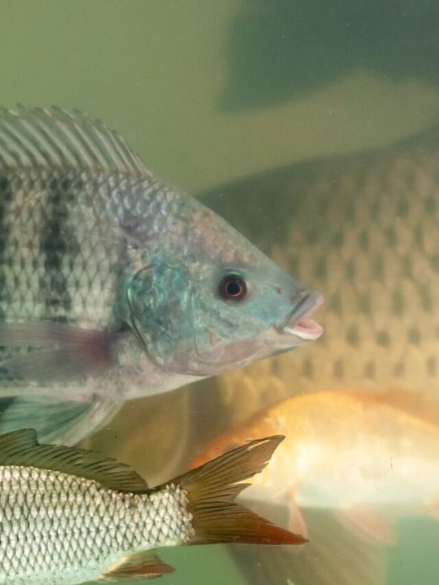 सर्दियों में मछली पालन से बढ़ाएं मुनाफा! ये टिप्स करेंगे कमाल