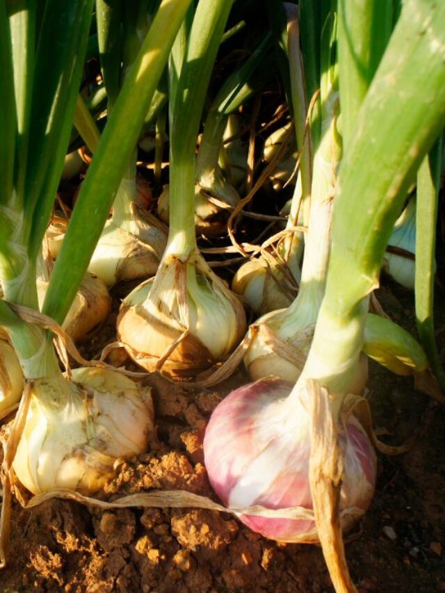 न खाद न कीटनाशक, बस इ तरह करें प्याज की बुवाई.. बड़े-बड़े साइज के होंगे कंद
