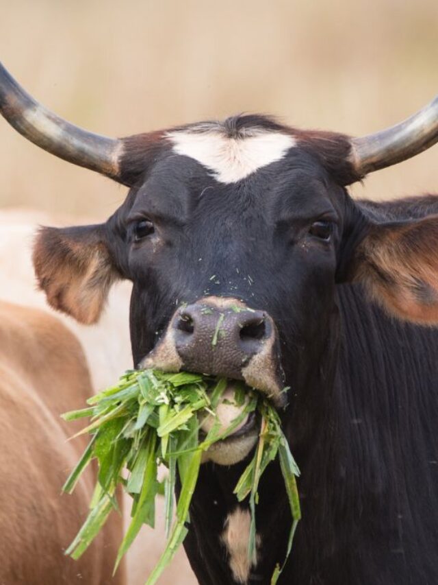 बस ये चीजें खिलाएं, आपकी गाय-भैंस देगी दोगुना दूध!