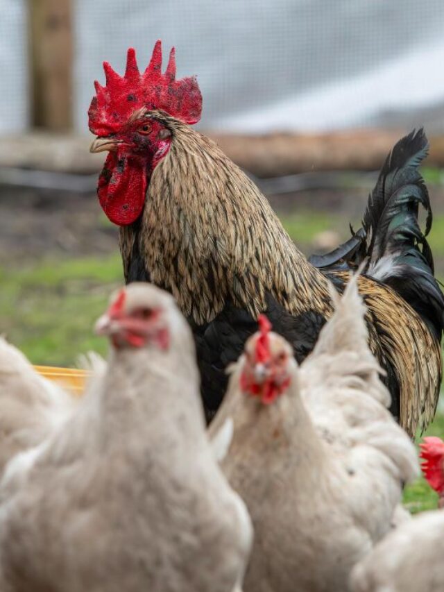 खतरा आने पर कुत्ते- बिल्लियों से भिड़ जाती है यह मुर्गी, बहुत महंगा है इसका अंडा