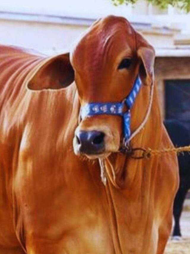 2270 लीटर दूध देती है यह गाय, पशुपालकों को लाखों में हो रही कमाई