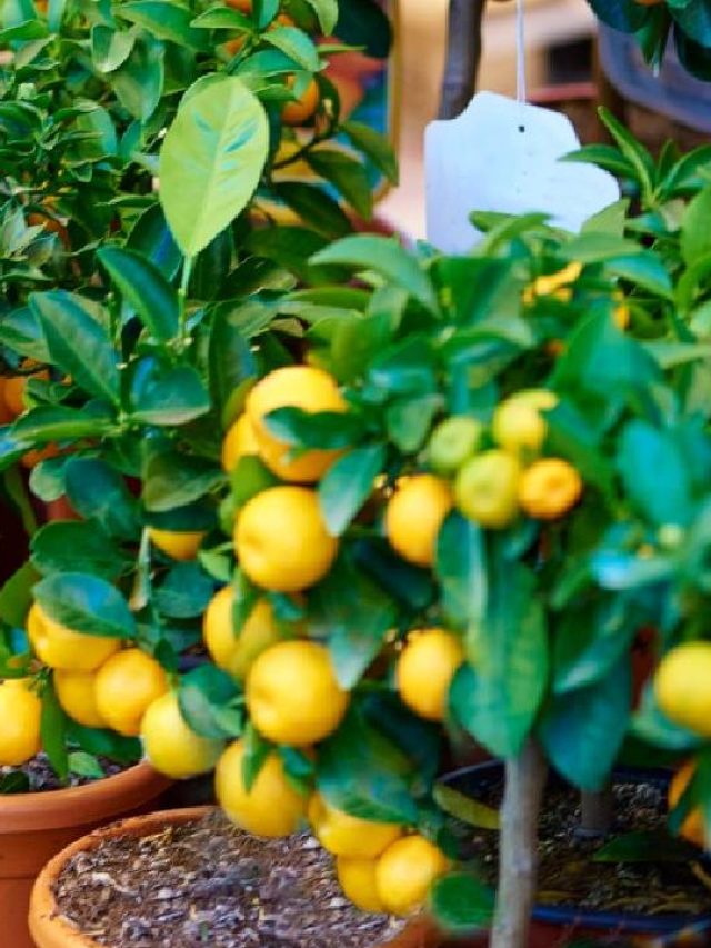 15 दिन पर जड़ में डालें प्याज वाला पानी, नींबू से लद जाएगा पौधा