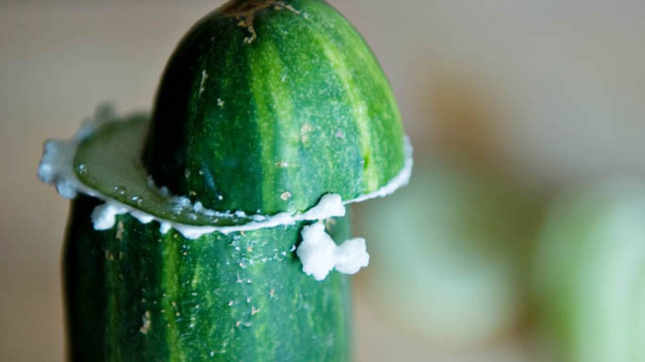 खीरे को काटने से पहले क्यों घिसा जाता है? जानिए क्यों निकलता है सफेद झाग Why Cucumbers Are Rubbed Before Cutting Science Behind Removing Bitterness And How To Make Them Taste Sweeter