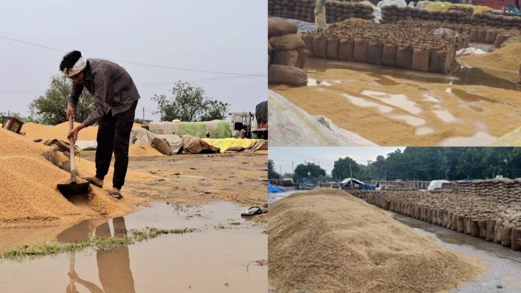 Heavy Rains Damage Paddy in Punjab Markets; Farmers Struggle to Dry Crops Amid High Moisture