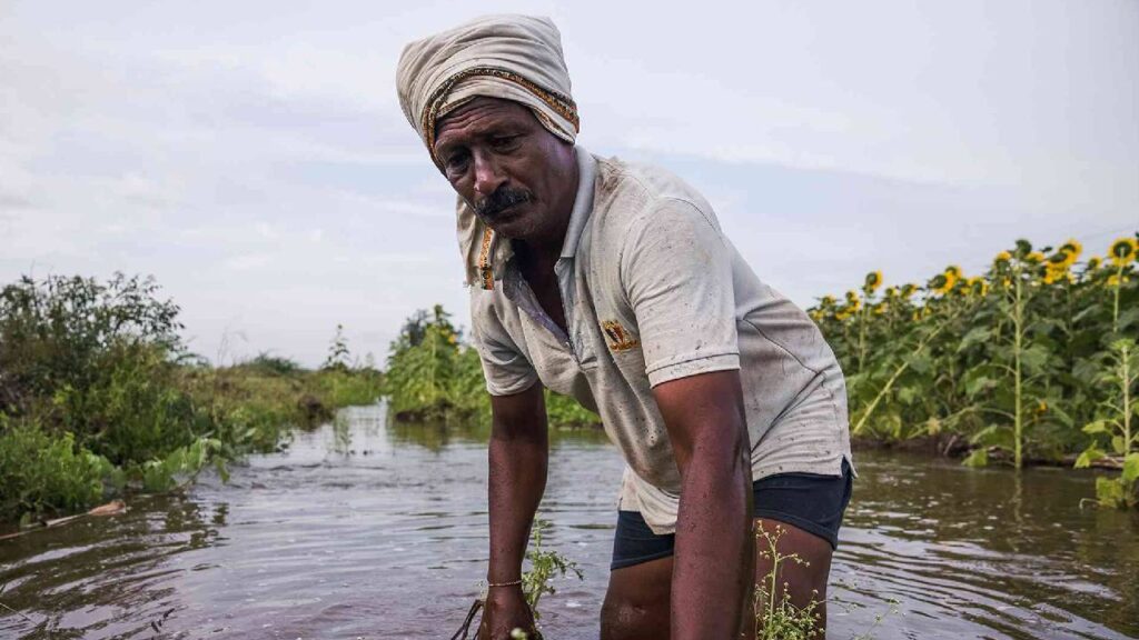 Maharashtra Government Announces Major Relief for Rain and Flood-Hit Farmers, Compensation Limit Raised to 3 Hectares