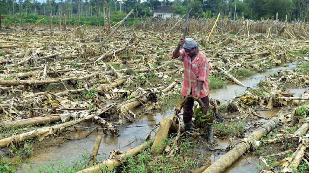 Farmers Face Massive Losses as Heavy Rains Destroy Crops and Prices Plunge