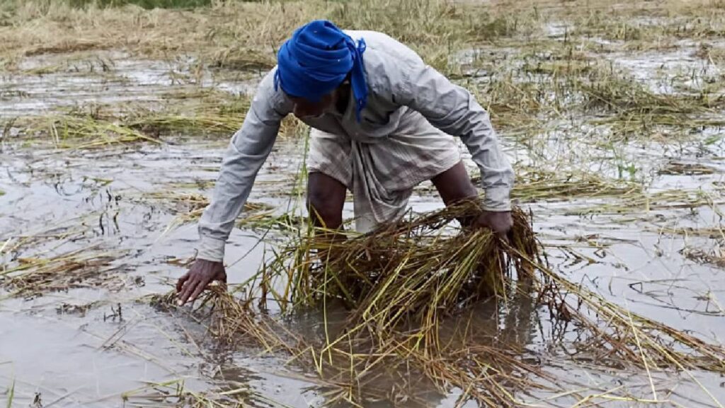 Gujarat Announces ₹947 Crore Relief Package for Rain-Affected Farmers; Other States Also Extend Support