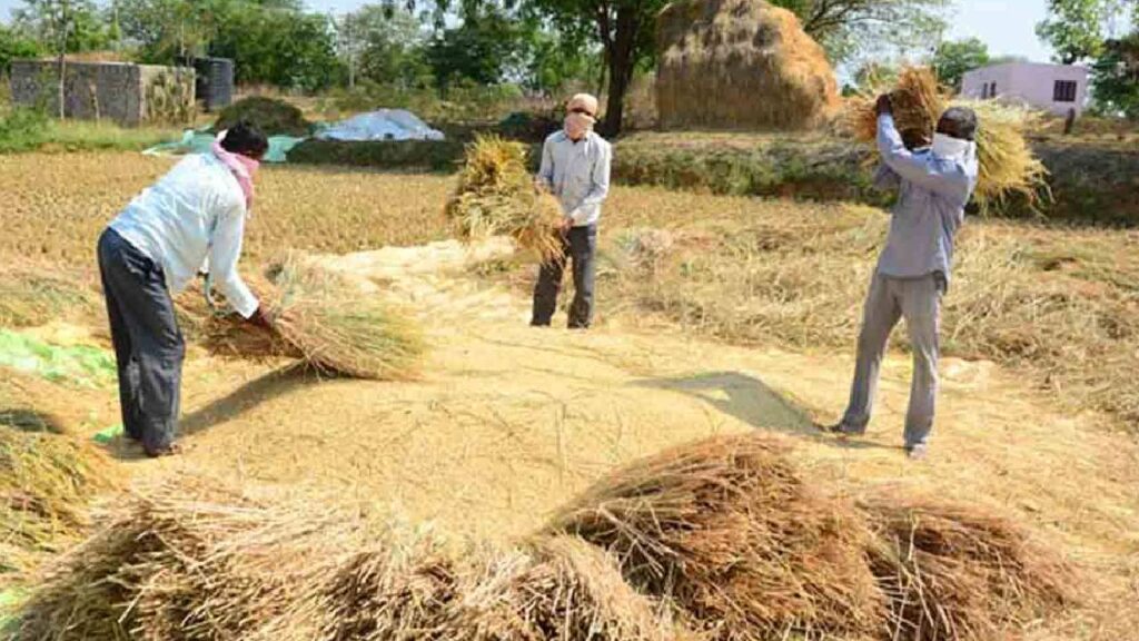 Chhattisgarh Government to Start Paddy Procurement from November 15, Farmers to Get Rs 3,100 per Quintal