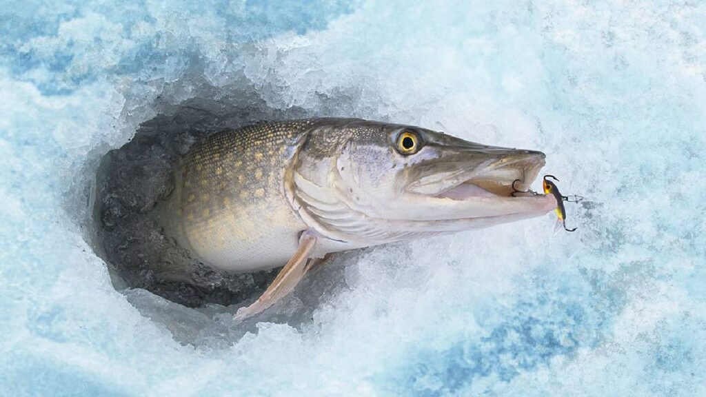 How Fish Survive in Freezing Waters: Nature’s Incredible Adaptation