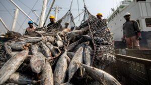 NITI Aayog की नई रिपोर्ट: भारत गहरे समुद्र की मछली पकड़ने में क्यों है पीछे? सरकार को दी ये सलाह