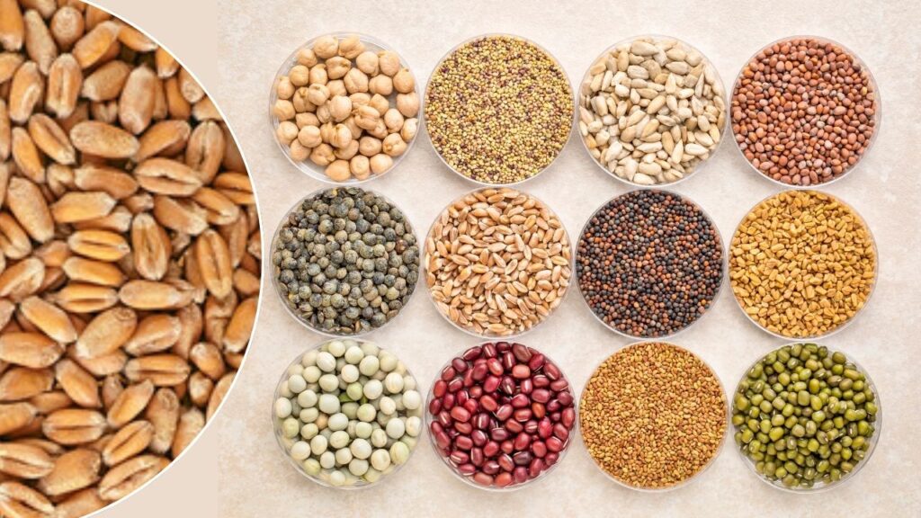 free seeds for rabi crops