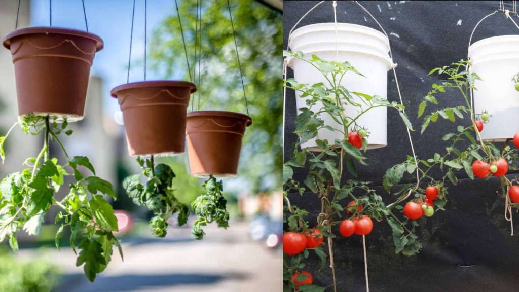 Upside-Down Gardening: Benefits, Tips, and How It Can Transform Your Small Space