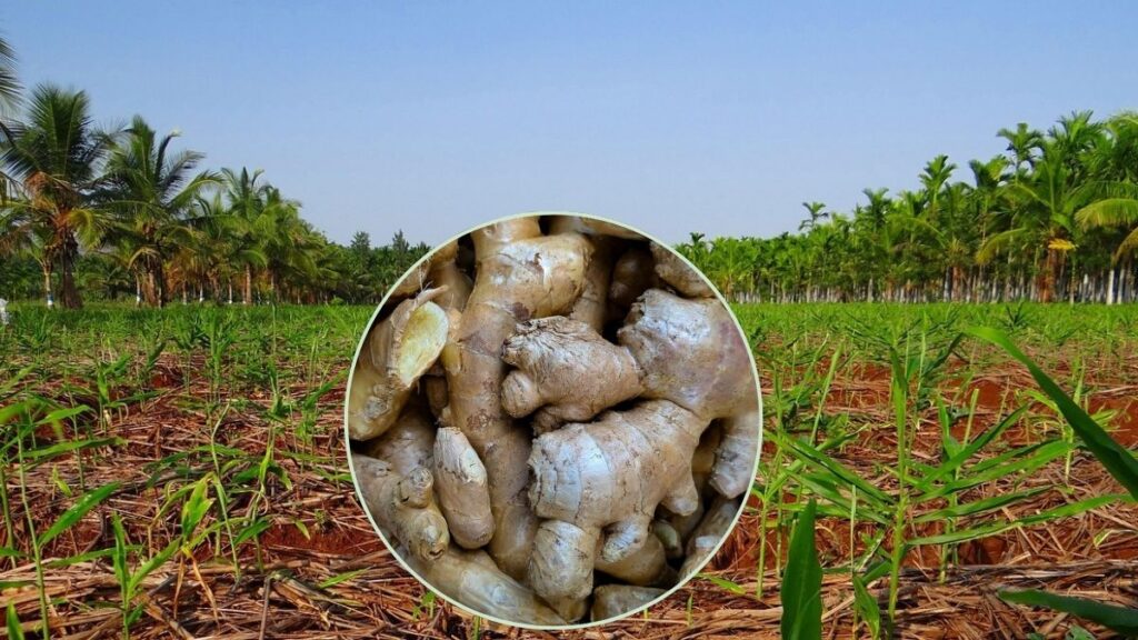 ginger crop