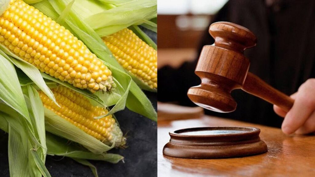 Rajasthan High Court Bans Production, Sale, and Import of GM Food Until Central Rules Are Enforced